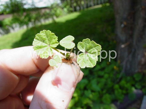mallow, common